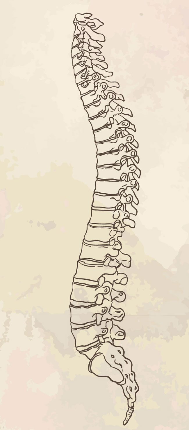 Spina dorsale